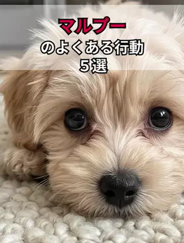 犬あるある劇場のTikTok投稿