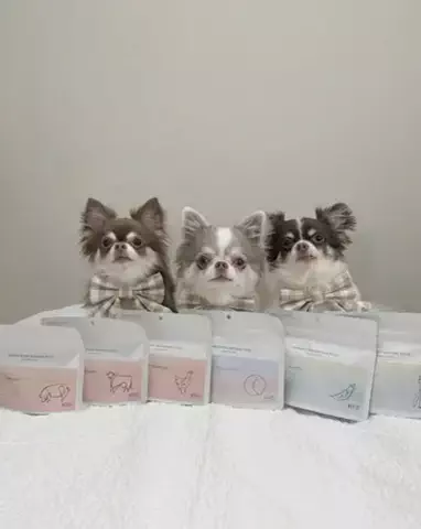 チワワのここあ＆らて＆ちろるのTikTok投稿