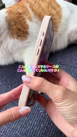 ハルとアキ🐱のTikTok投稿