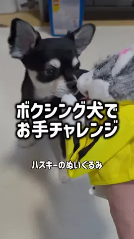 レオンママ🌻🐯｜バズ商品紹介のTikTok投稿