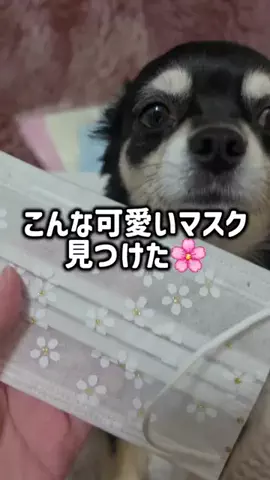 レオンママ🌻🐯｜バズ商品紹介のTikTok投稿