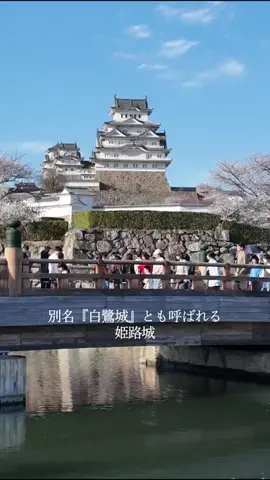 DufferのTikTok投稿