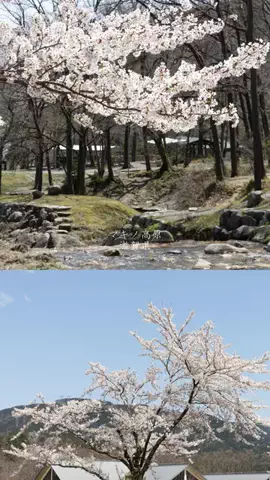 DufferのTikTok投稿