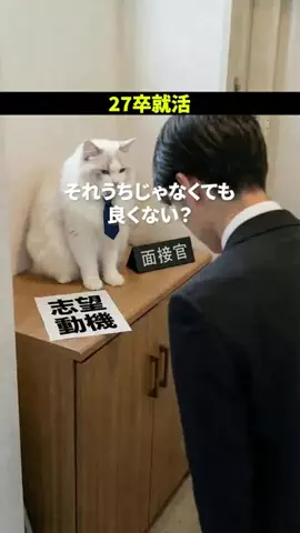 就活猫猫のTikTok投稿