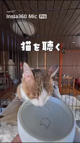 チーム猫松本家のTikTok投稿