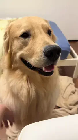 あるの日常のTikTok投稿