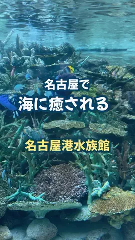 ha_ru_ru1hのTikTok投稿