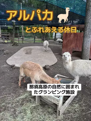 おとけしきのTikTok投稿