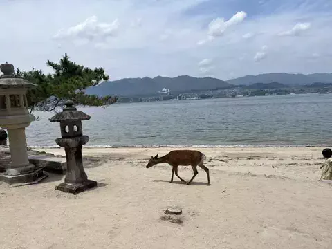 ひぐまクックのTikTok投稿