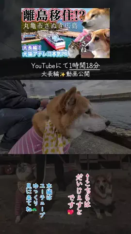柴犬スティーブ🍌のTikTok投稿