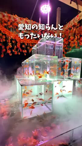 ドコいく愛知県民｜コジコジ夫婦のTikTok投稿