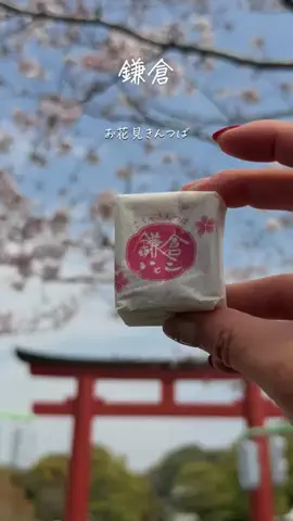 杏｜鎌倉便り✉︎ カフェ・お寺・四季の花のTikTok投稿