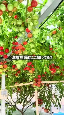 滋賀グルメ／SHIGA SELECTのTikTok投稿