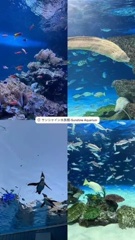 みぃのTikTok投稿