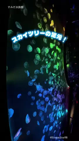 ＊hitohira＊のTikTok投稿