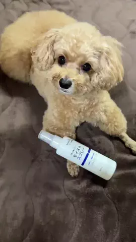 ラテ🐾のTikTok投稿