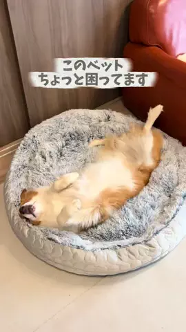 ボーダーコリーのイギー🐾のTikTok投稿