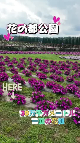 LittleBamboo.stのTikTok投稿