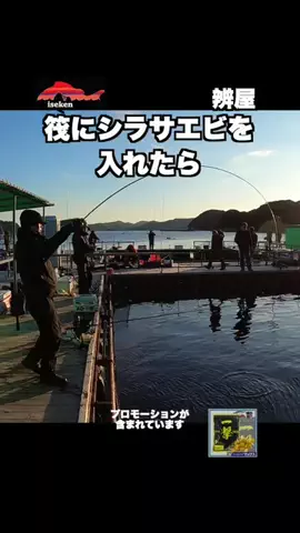 伊勢志摩つりとも研究所のTikTok投稿