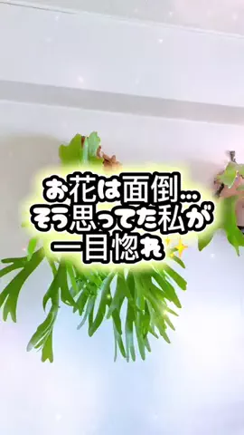 らƕ's FindsのTikTok投稿