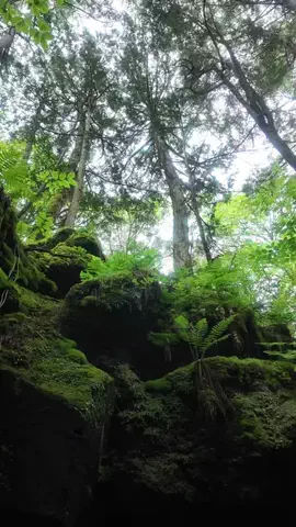 LittleBamboo.lsのTikTok投稿
