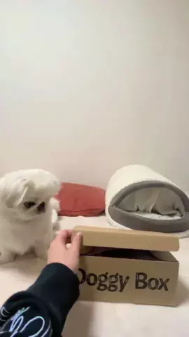 マァのTikTok投稿