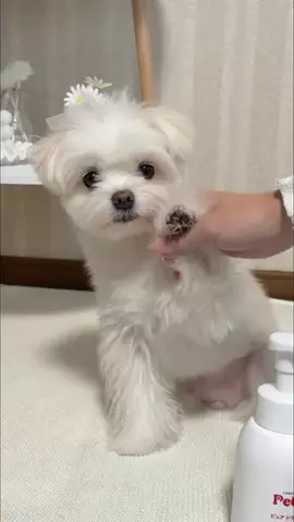 ポメマルのメグのTikTok投稿