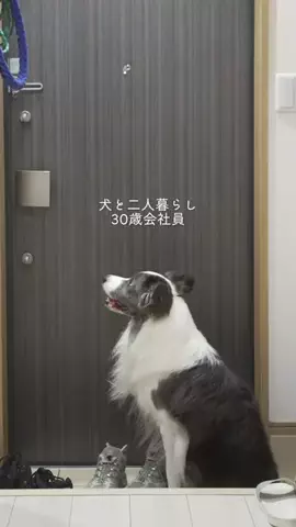 まさ” ボーダーコリーとふたり暮らし”のTikTok投稿