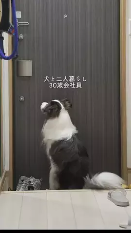 まさ” ボーダーコリーとふたり暮らし”のTikTok投稿