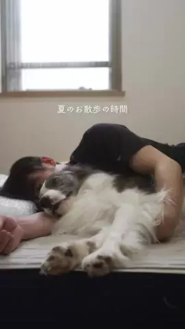 まさ” ボーダーコリーとふたり暮らし”のTikTok投稿