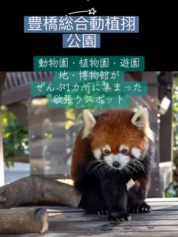 Skydaruma(ダルちゃん)のTikTok投稿
