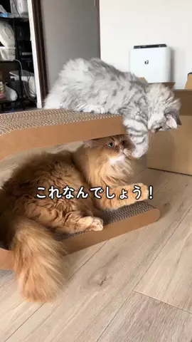 おじとろ🧡🩶サイベリアンのTikTok投稿