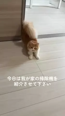 メル🎀￤マンチカン🐈のTikTok投稿