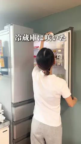 もい⌇超ズボラママのライフハック術のTikTok投稿