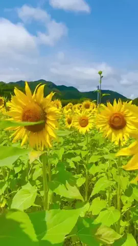TORUのTikTok投稿