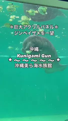ちーやんのTikTok投稿