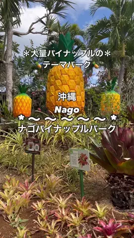 ちーやんのTikTok投稿