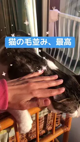 ちょびみぃ兄弟❤︎🫧のTikTok投稿