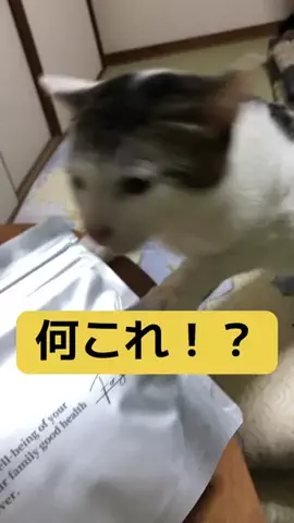 ちょびみぃ兄弟❤︎🫧のTikTok投稿