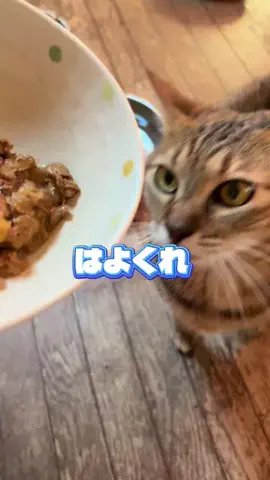 広報ちゃんのTikTok投稿