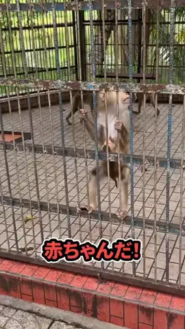 ぜろぷりのTikTok投稿