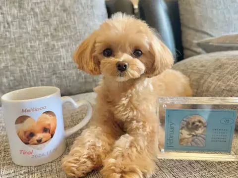 マルプーのチロル🐶🍫💓のTikTok投稿