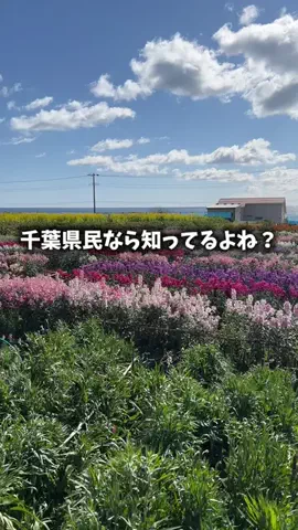 千葉グルメ／CHIBA SELECTのTikTok投稿
