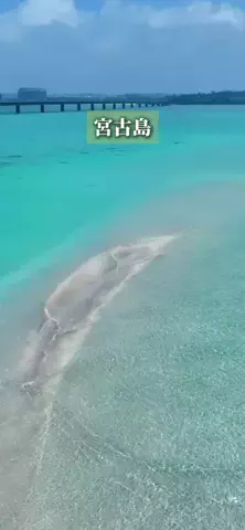 宮古島であいましょう。のTikTok投稿