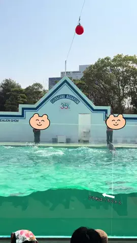 ルイハナちゃんのTikTok投稿