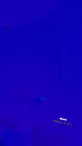 ルイハナちゃんのTikTok投稿