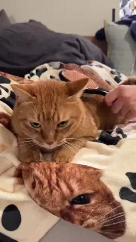 まだ彼氏に慣れない猫 かくおのTikTok投稿