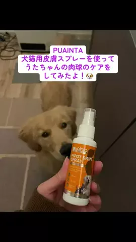 ゴールデンレトリバーの詩ちゃん🐶のTikTok投稿