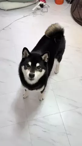 黒柴🐕コテツのTikTok投稿