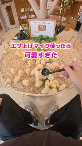 えび｜ズボラでも整うマイペースな暮らしのTikTok投稿